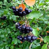 Aronie noire 'Viking' comestible  2x